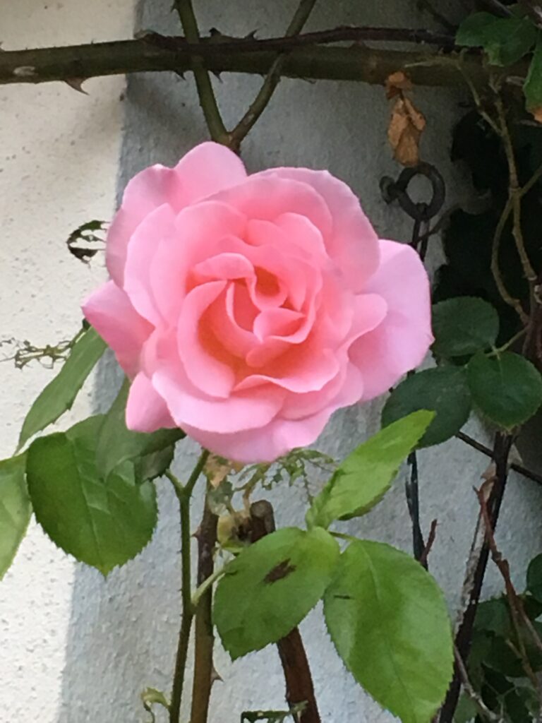 Rahanni Rose